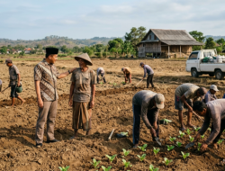 Petani tembakau di Pamekasan Madura mempersiapkan lahan pada awal musim tanam dengan interaksi juragan lokal sebagai penyangga ekonomi